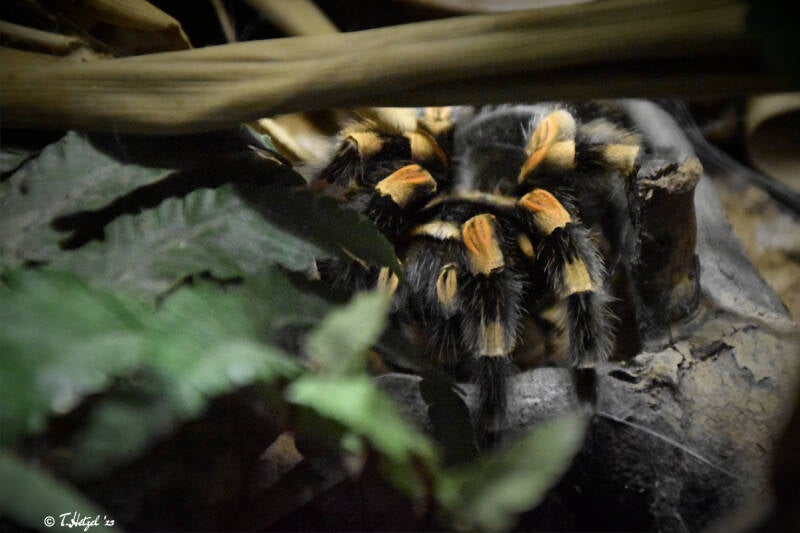 Mexikanische Rotknie-Vogelspinne