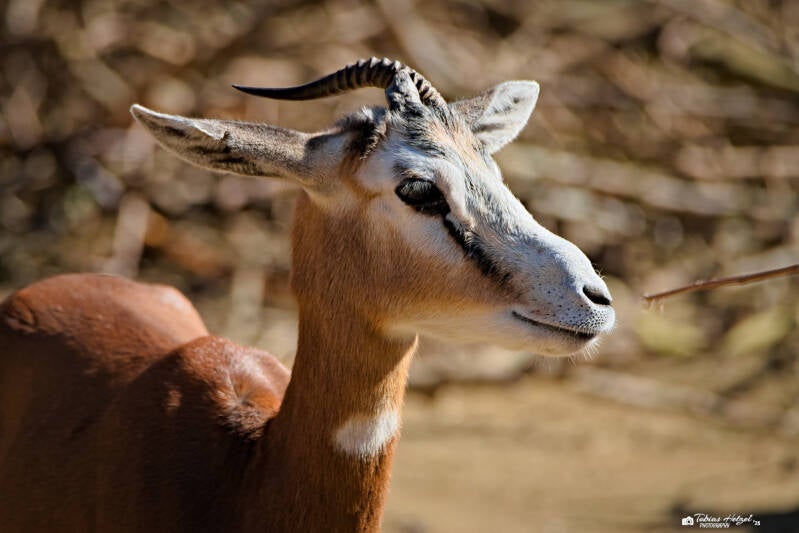 Mhorr-Gazelle | Zoo Frankfurt | 05.03.2025