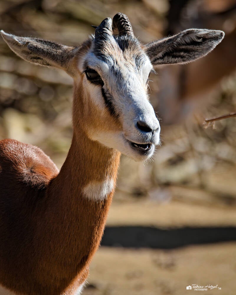 Mhorr-Gazelle | Zoo Frankfurt | 05.03.2025