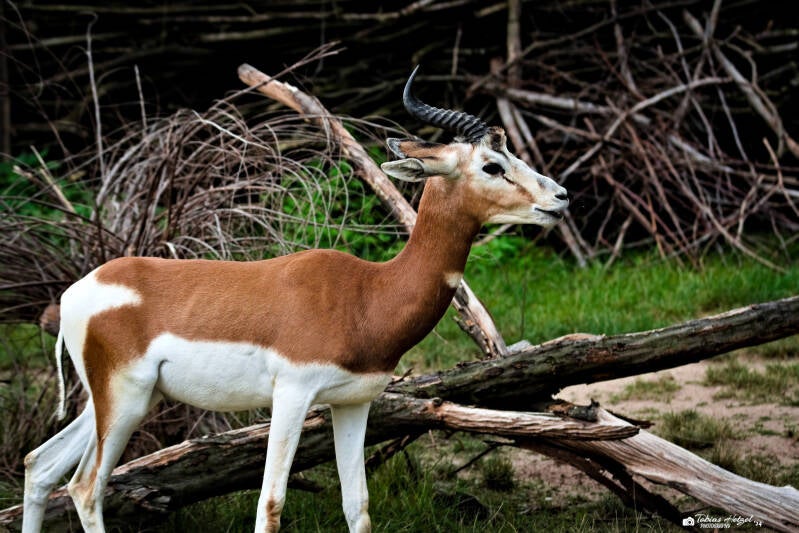 Mhorr-Gazelle | Zoo Prag | 18.08.2024