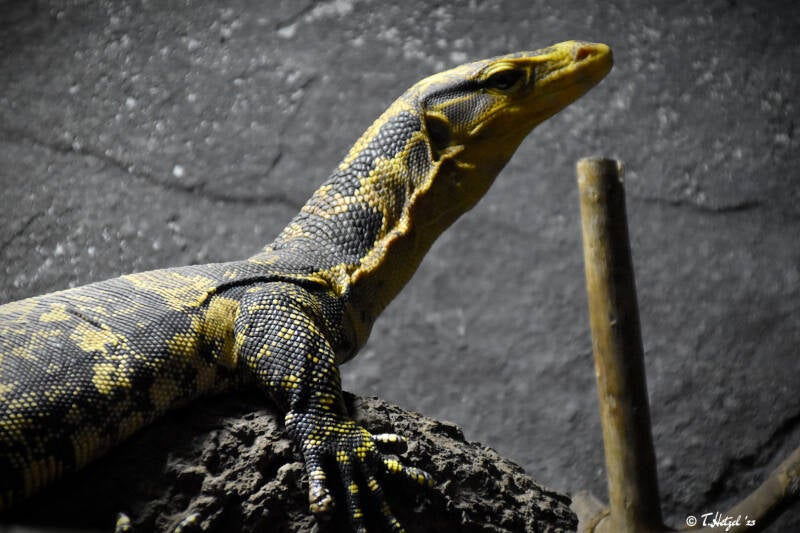 Mindanao-Bindenwaran