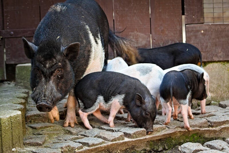 Minipig | Zoo der Minis, Aue | 21.09.2024