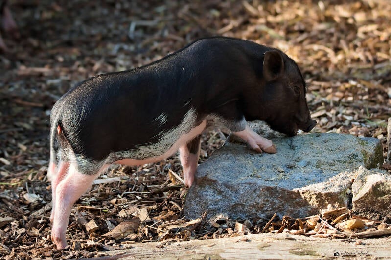 Minipig | Zoo der Minis, Aue | 21.09.2024