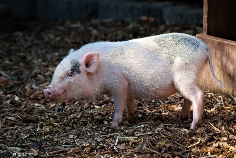 Minipig | Zoo der Minis, Aue | 21.09.2024