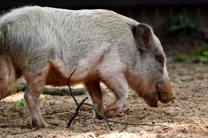 Minipig | Tiergarten Nürnberg | 04.07.2021