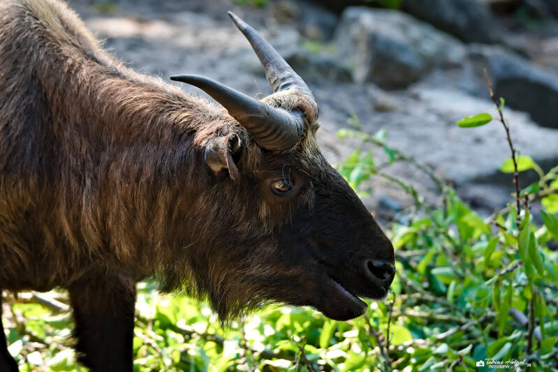 Mishmi-Takin | Zoo Decin | 11.07.2025