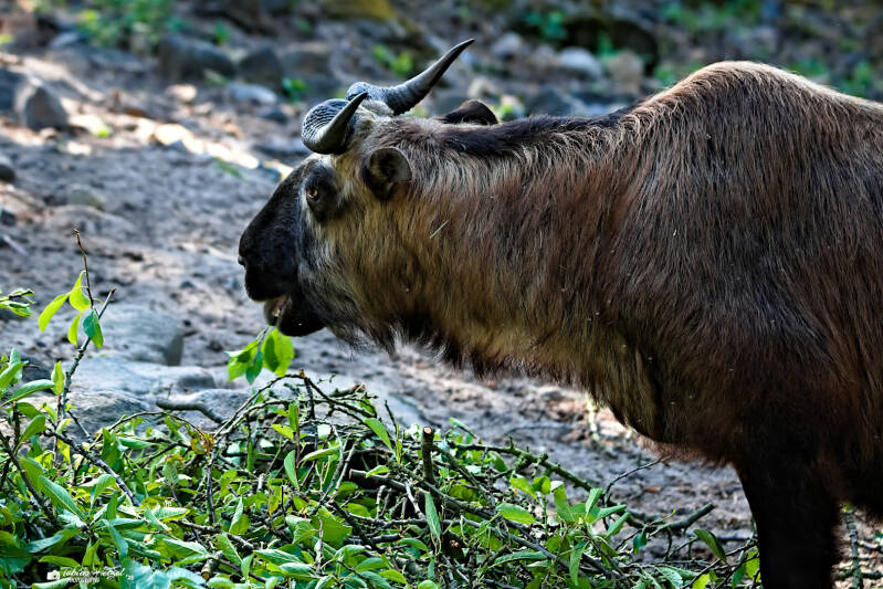 Mishmi-Takin | Zoo Decin | 11.07.2025