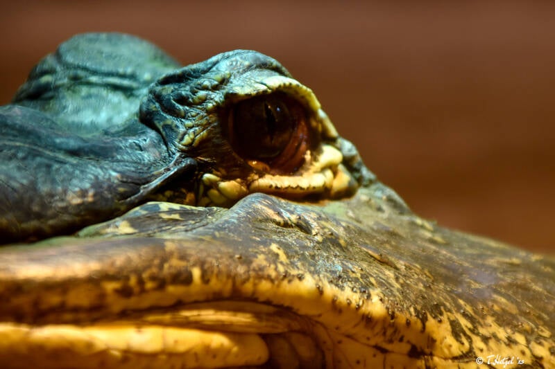 Mississippi-Alligator