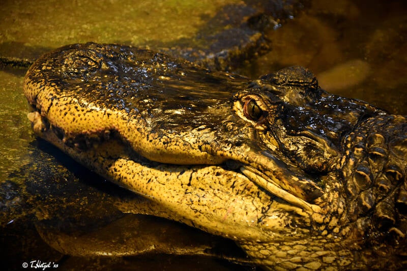 Mississippi-Alligator