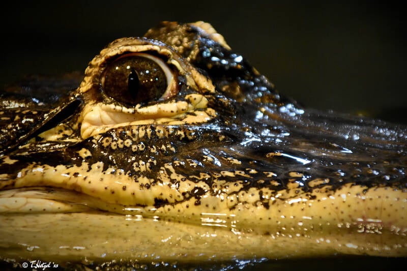 Mississippi-Alligator