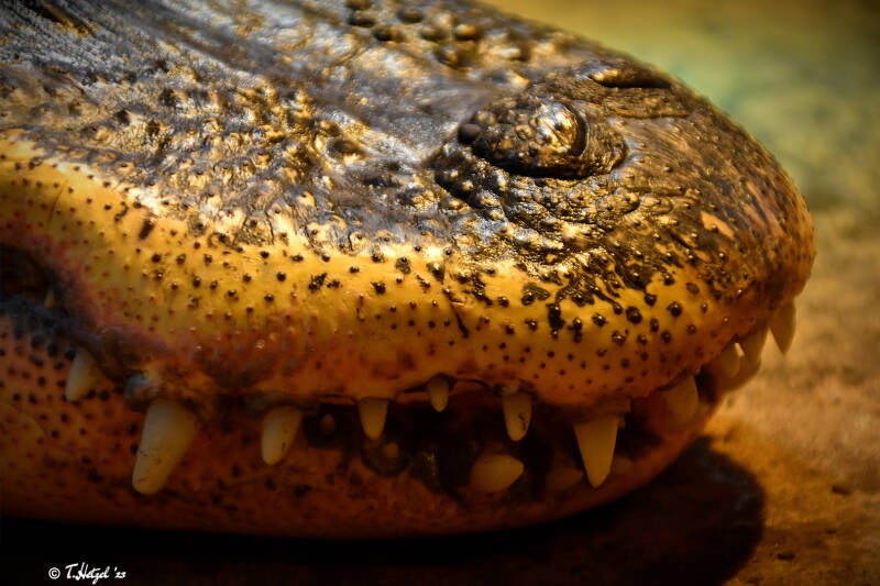 Mississippi-Alligator