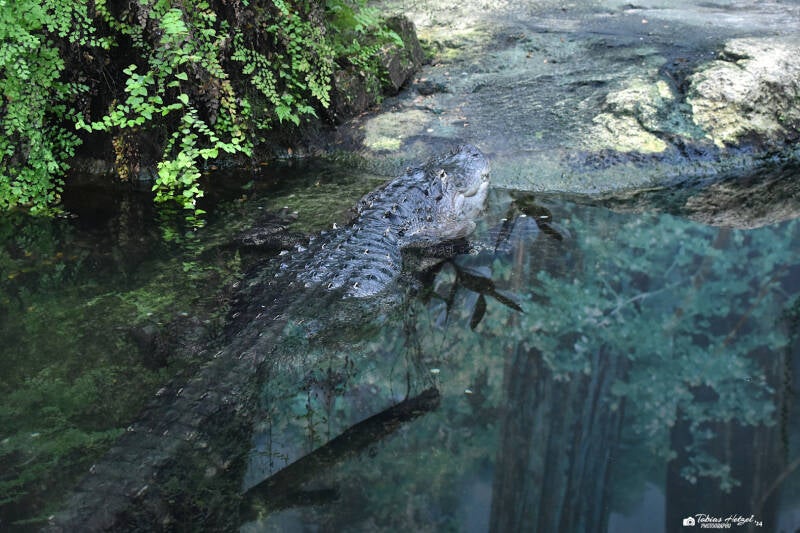 Mississippi-Alligator | Zoo Leipzig | 20.10.2020