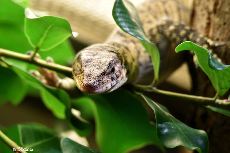 Mitchells Waran | Zoo Frankfurt | 10.03.2022