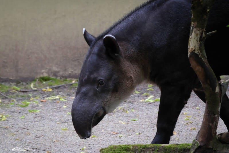 Mittelamerikanischer Tapir | Zoo Wuppertal | 16.06.2024
