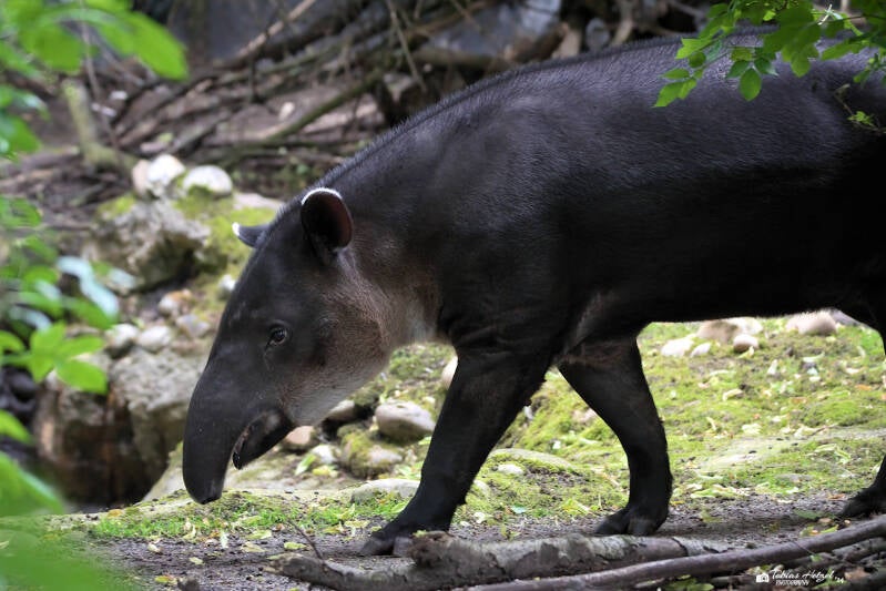 Mittelamerikanischer Tapir | Zoo Wuppertal | 16.06.2024