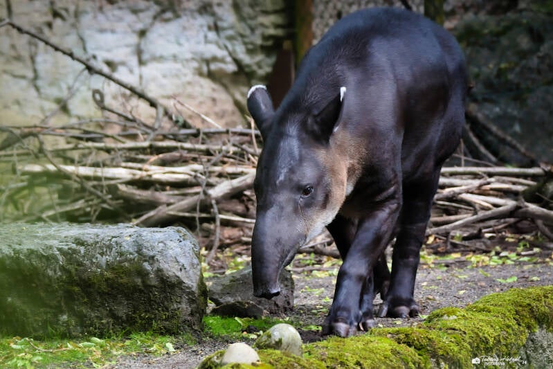 Mittelamerikanischer Tapir | Zoo Wuppertal | 16.06.2024