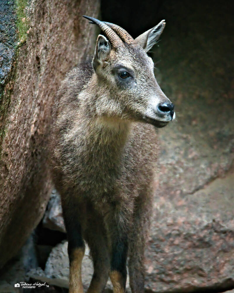 Mittelchinesischer Goral | Zoo Dresden | 12.07.2025