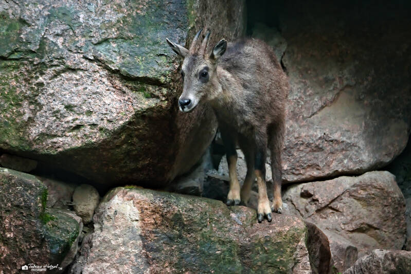 Mittelchinesischer Goral | Zoo Dresden | 12.07.2025