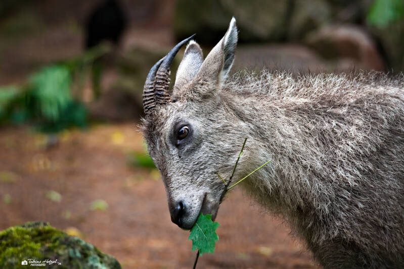 Mittelchinesischer Goral | Zoo Dresden | 12.07.2025