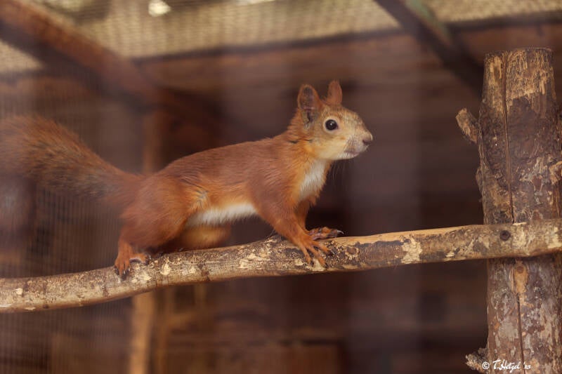 Mitteleuropäisches Eichhörnchen | Hörnchenzuchthof Lohberg | 16.08.2018