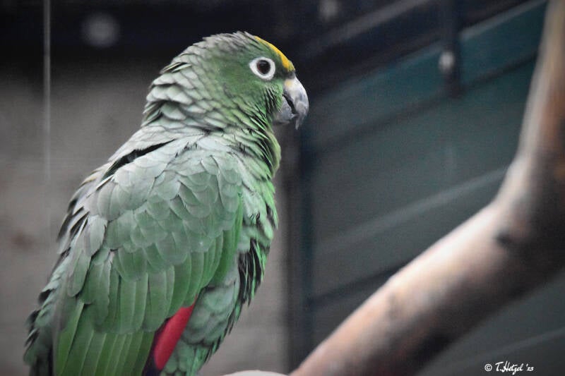 Mülleramazone (kein Unterartenstatus)