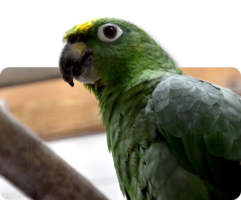 Mülleramazone (kein Unterartenstatus)