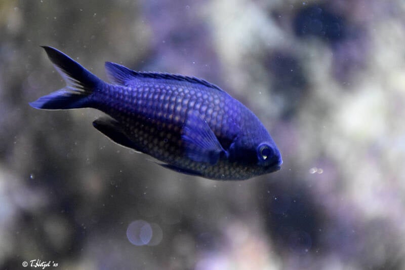 Mönchsfisch | Wilhelma Stuttgart | 16.06.2023