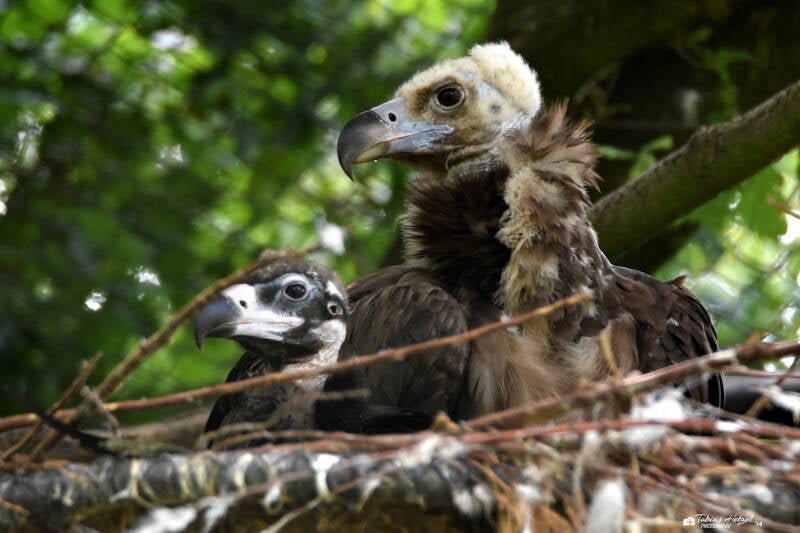 Mönchsgeier | Burgers Zoo, Arnhem | 07.07.2021
