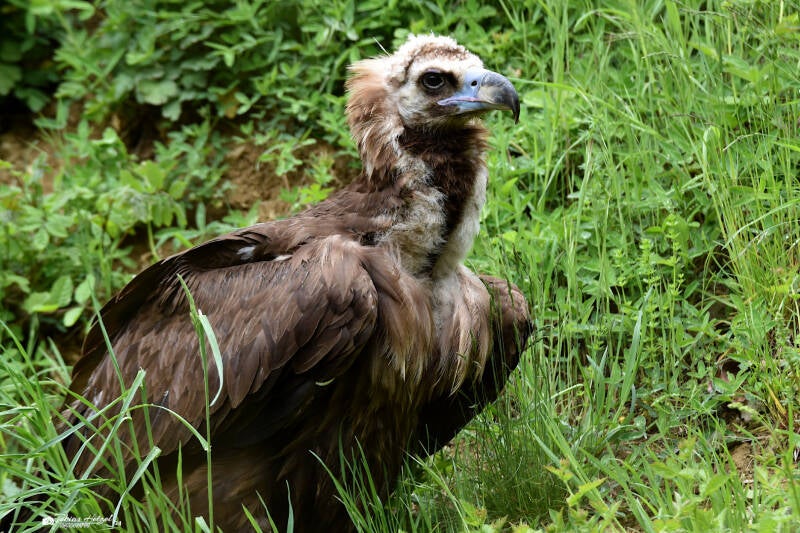 Mönchsgeier | Wildpark Bad Mergentheim | 23.05.2021