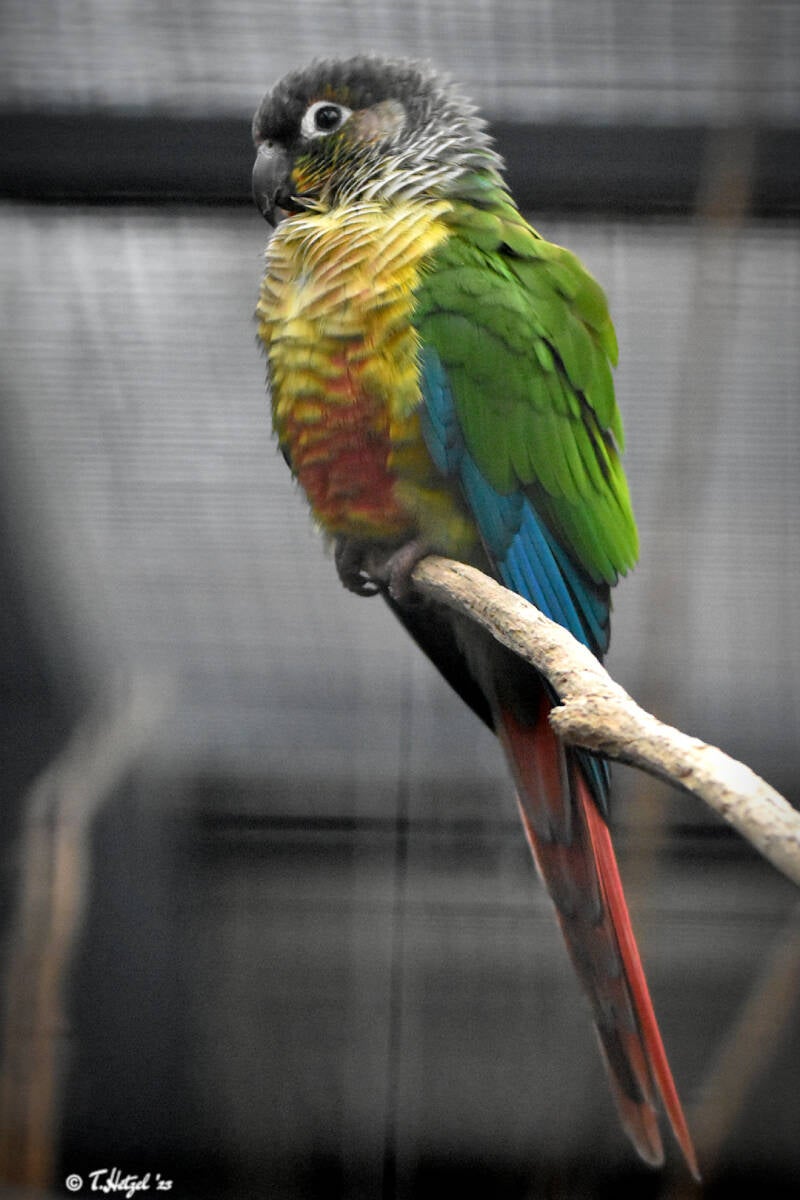 Molinasittich (kein Unterartenstatus)