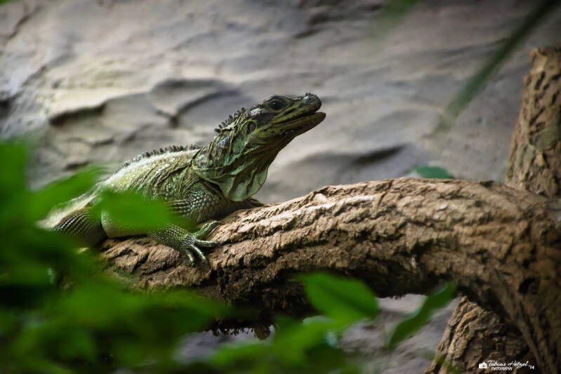 Molukken-Segelechse | Zoo Neuwied | 17.06.2024