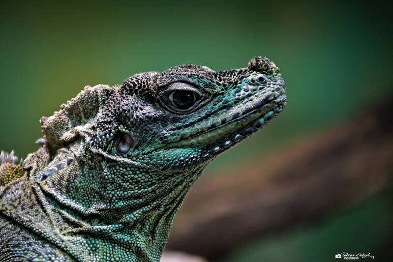 Molukkensegelechse | Zoo Augsburg | 28.12.2024