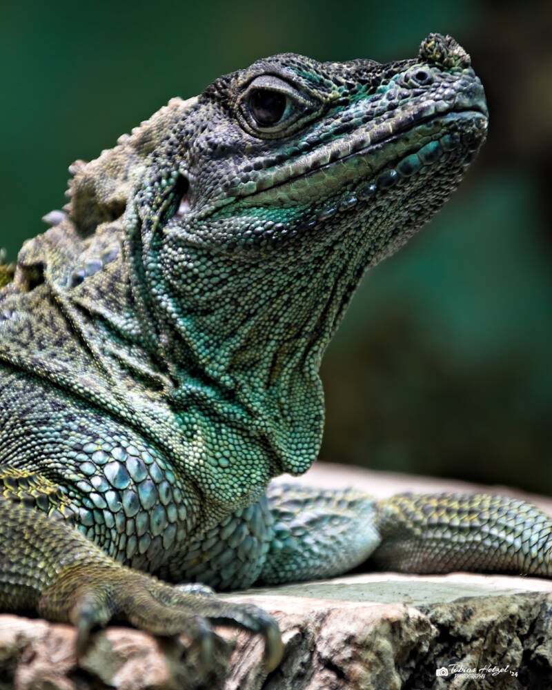 Molukkensegelechse | Zoo Augsburg | 28.12.2024