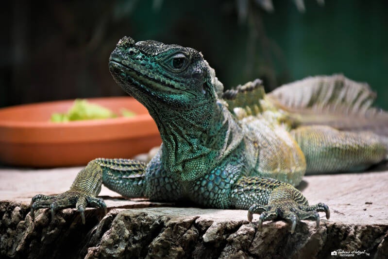 Molukkensegelechse | Zoo Augsburg | 28.12.2024