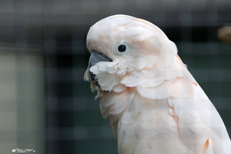 Molukkenkakadu | Wilhelma Stuttgart | 14.08.2018