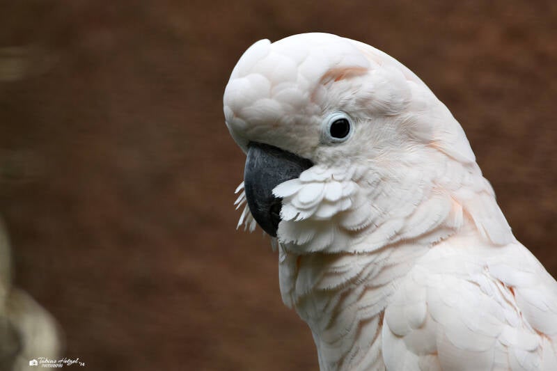 Molukkenkakadu | Ouwehands Dierenpark, Rhenen | 06.07.2021