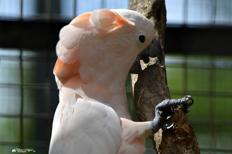 Molukkenkakadu | Ouwehands Dierenpark, Rhenen | 06.07.2021