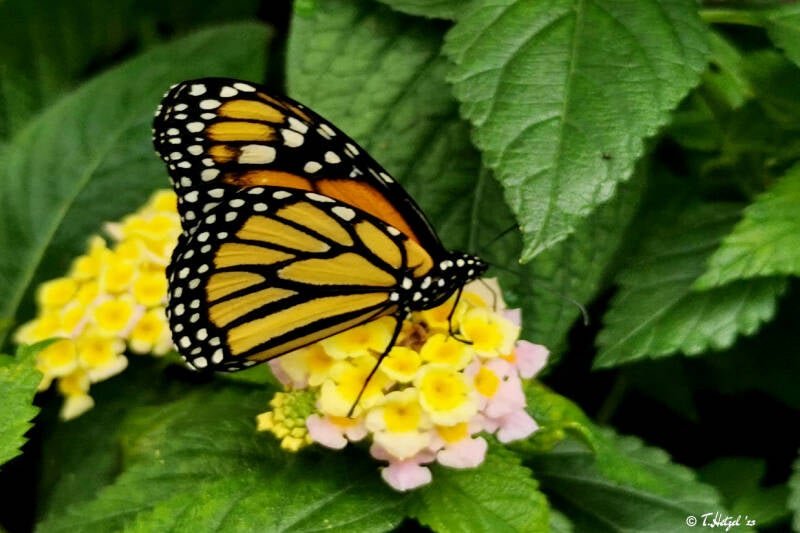 Monarchfalter | Palmengarten Frankfurt | 21.04.2023