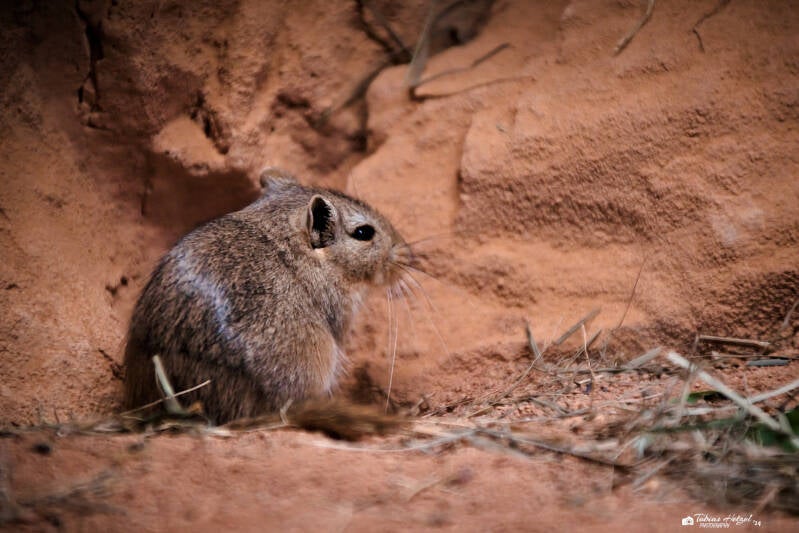 Mongoliscche Rennratte | Zoo Prag | 18.08.2024