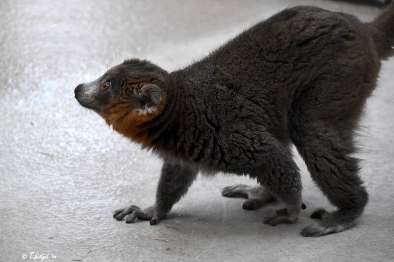 Mongozmaki | Kölner Zoo | 03.12.2023