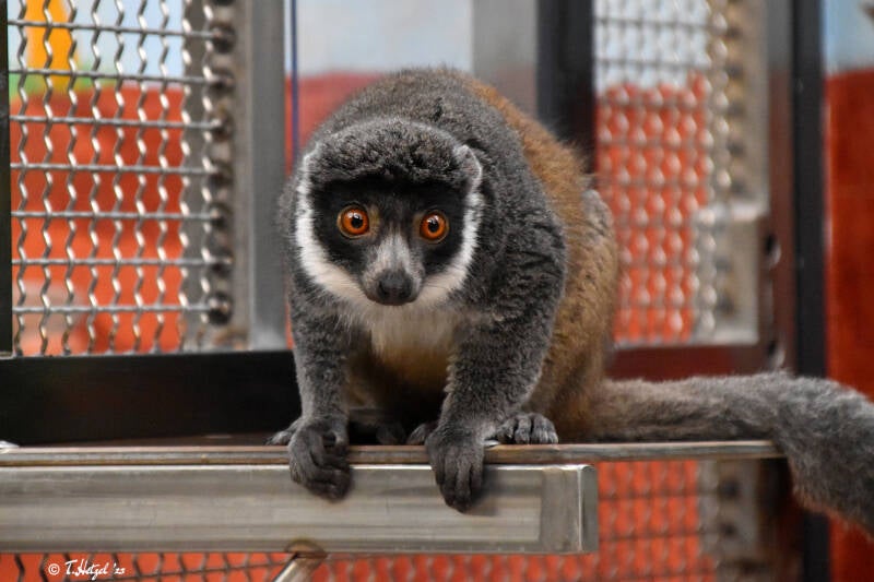 Mongozmaki | Kölner Zoo | 03.12.2023