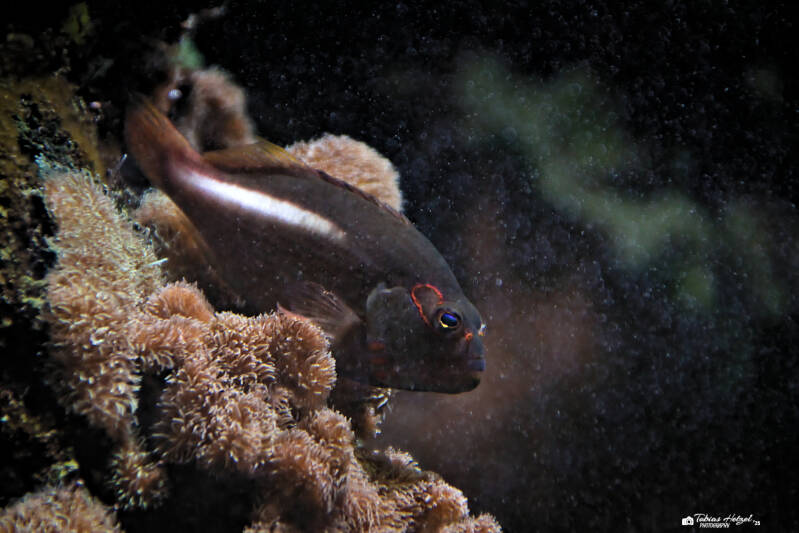 Monokelbüschelbarsch | Wilhelma Stuttgart | 19.06.2025
