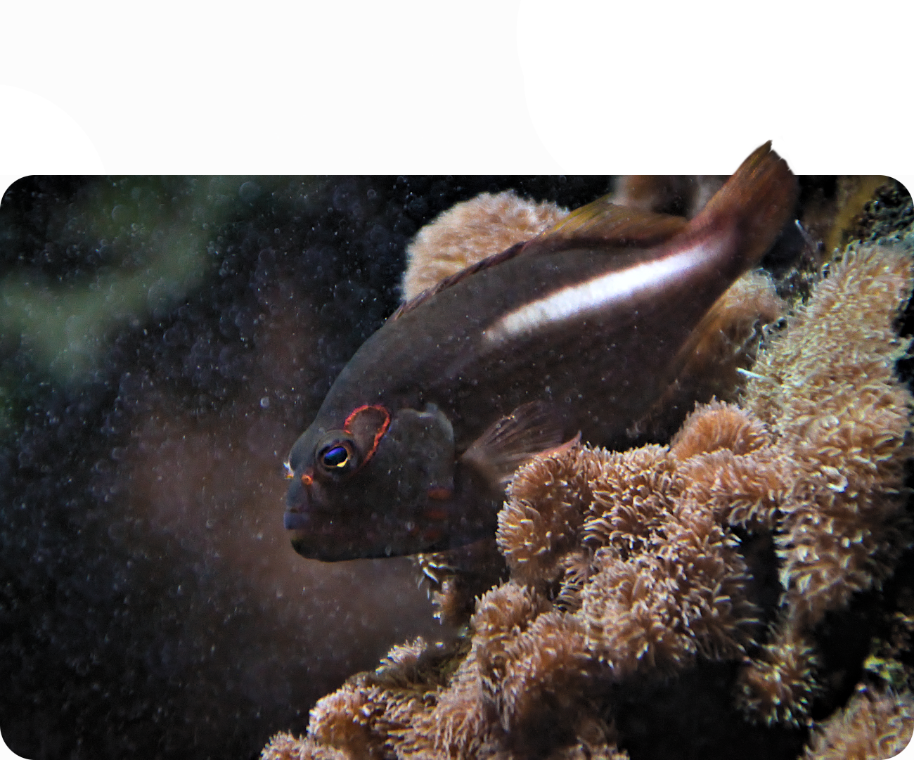 Monokelbüschelbarsch