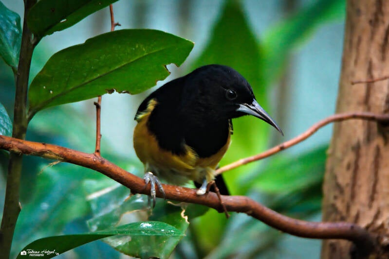 Montserrattrupial | Zoo Frankfurt | 05.03.2025