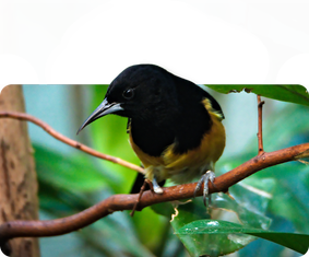 Montserrattrupial