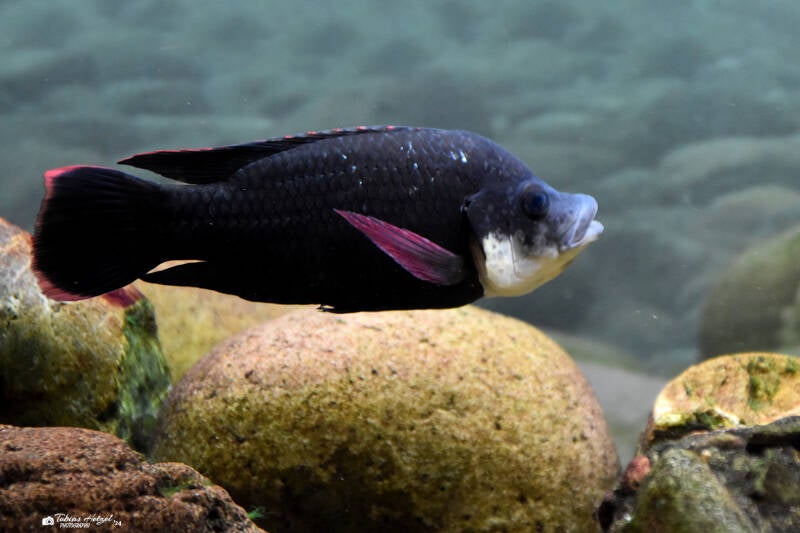 Mosambik-Maulbrüter | Museum König, Bonn | 14.02.2024