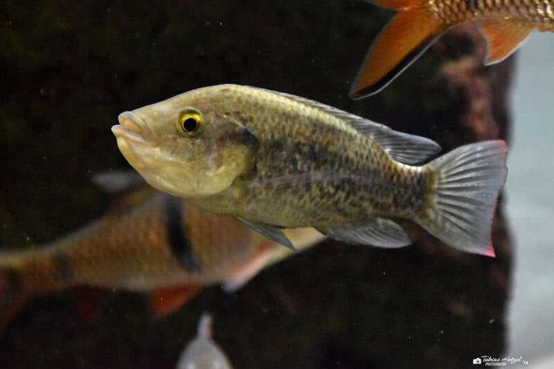 Mosambik-Maulbrüter | Museum König, Bonn | 14.02.2024