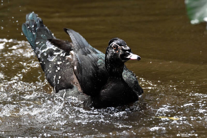 Moschusente | Weltvogelpark Walsrode | 09.06.2023