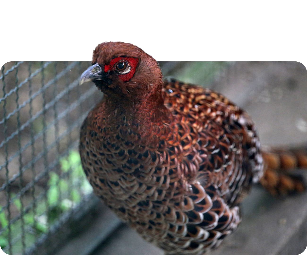 Nördlicher Kupferfasan