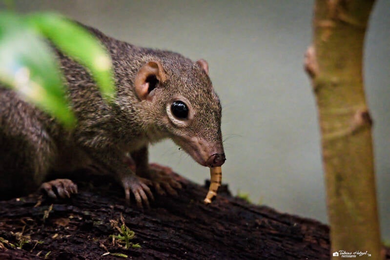 Nördliches Spitzhörnchen | Zoo Frankfurt | 28.09.2024